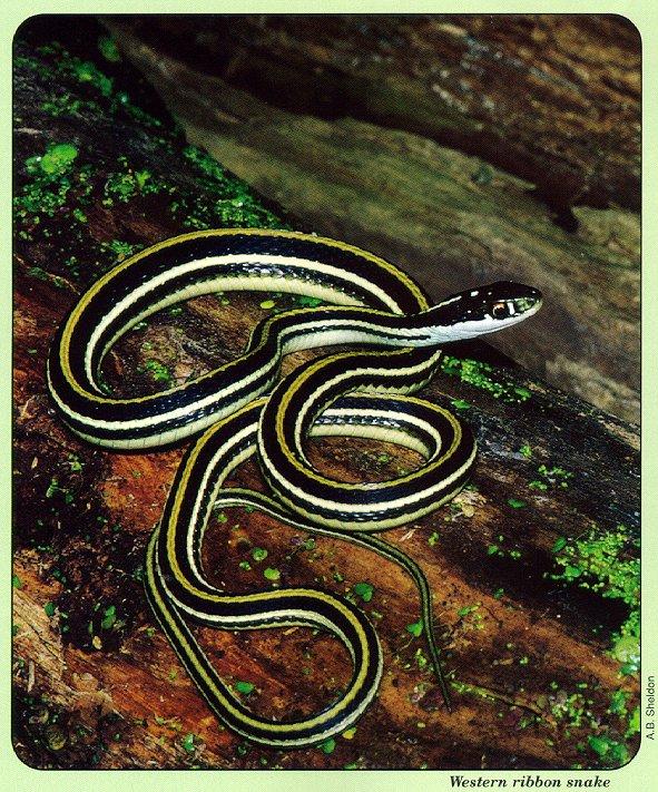 arwl293 Western ribbon snake.jpg