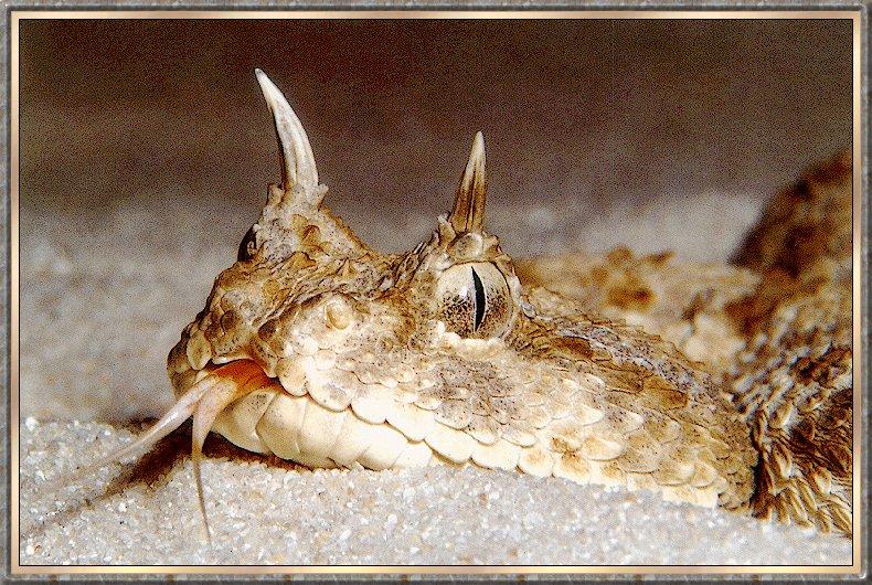 Snake bb002-Sahara Horned Adder-face closeup on sand.jpg