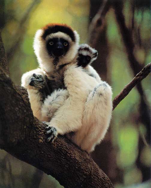 Awhat36-Verreaux\'s Sifaka Lemurs.jpg