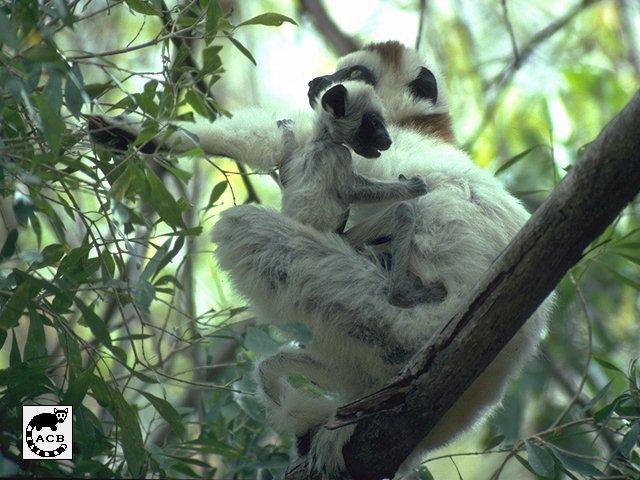 Sifaka11-Lemurs-Mom N Baby.jpg
