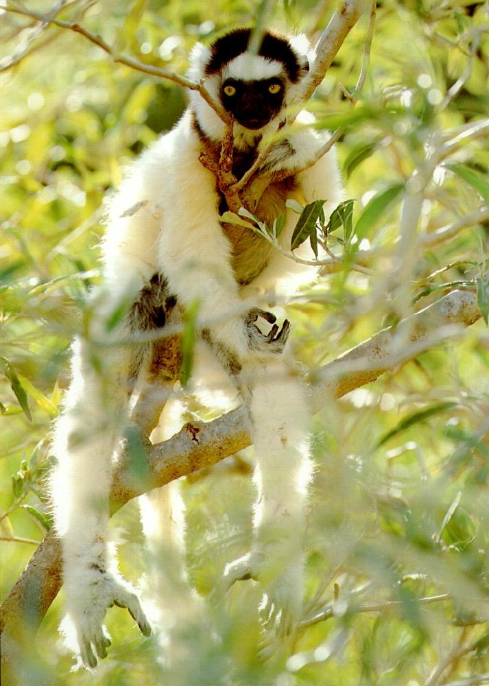 Sifaka-White-Droopy On Branch-Lemure.jpg