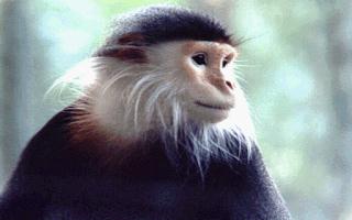 anim094-Douc Langur monkey.jpg
