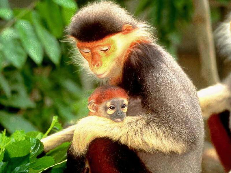BABY14-Douc Langurs-mom and young-closeup.jpg