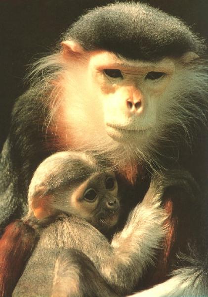 Douc Langur Monkey-Mom&Baby.jpg
