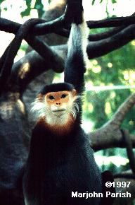 Douc Langur Monkey Hanging Branch.jpg