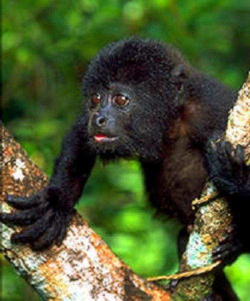 Black Howler Monkey-Baby on tree-Closeup.jpg