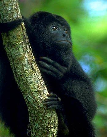 Black Howler Monkey-Hanging trunk-Closeup.jpg