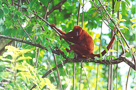Red Howler Monkey-On Branch.jpg