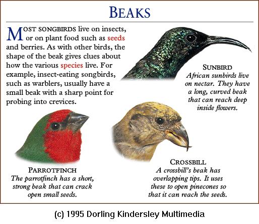 DKMMNature-Songbird-ParrotFinch-Sunbird-Crossbill-Beaks.gif