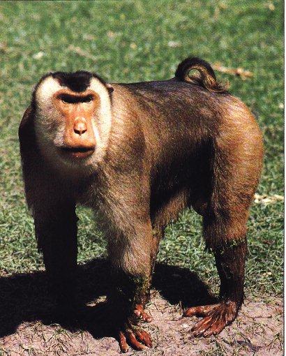 Pig-Tailed Macaque 01.jpg