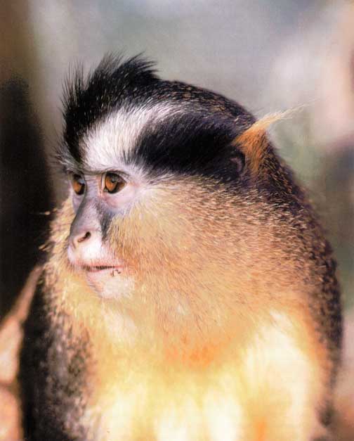Awhat05-Crowned Guenon Monkey.jpg