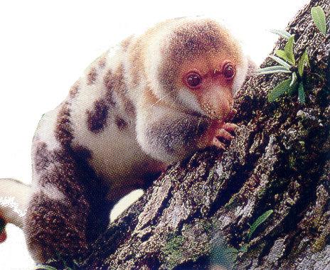 lj Spotted Cuscus-New Guinea.jpg