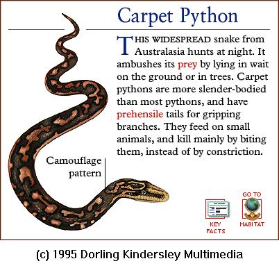 DKMMNature-Reptile-Carpet Python.gif