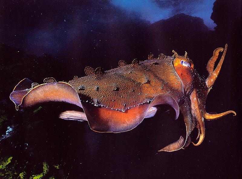 Giant Cuttle Fish-Swimming.jpg