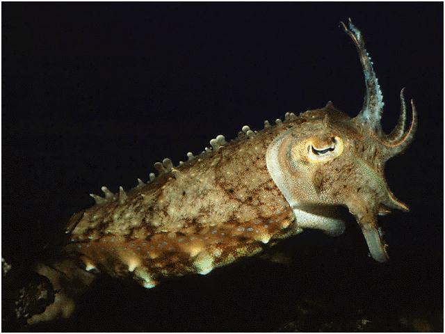 Cuttlefish1-Sleepy Eyes.jpg