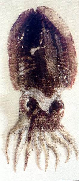 lj Cuttlefish.jpg