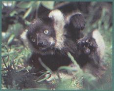baby ruffed lemur.jpg
