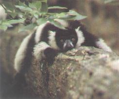 bw ruffed lemur.jpg