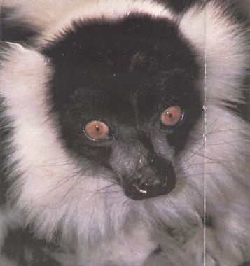 Ruffed Lemur-Face.jpg