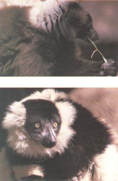 Ruffed Lemurs-2Stills-Red-BW.jpg