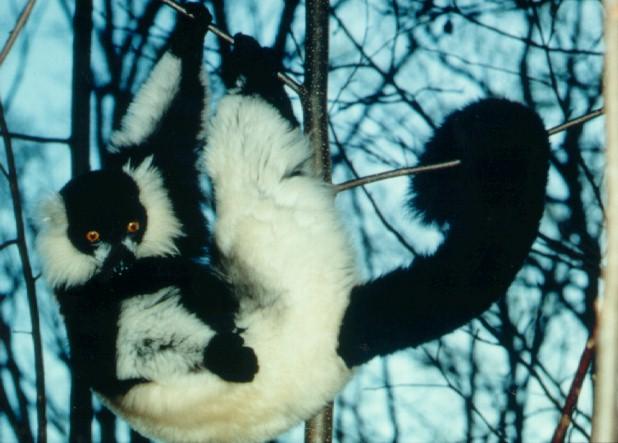 black and white Ruffed Lemur.jpg