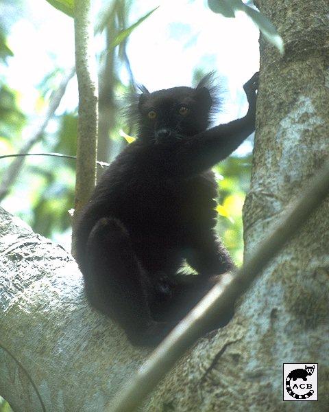 Black Lemur 01b-Male-On Tree.jpg