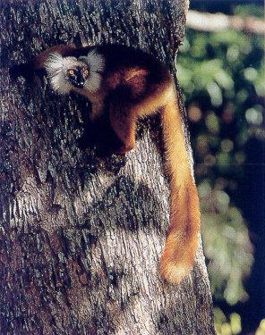 lj Black Lemur-Nosy Be Madagascar.jpg