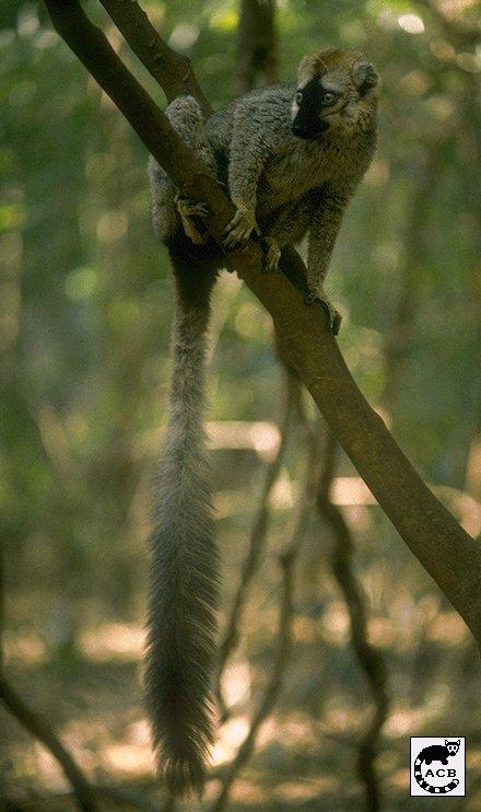 Brown Lemur 04-Male-On Tree.jpg