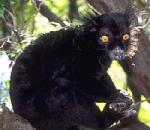 Black Lemur.jpg