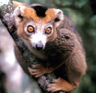 crowned lemur.jpg