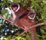 Mongoose Lemur.jpg