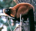 Red Ruffed Lemur.jpg