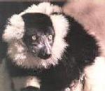Black and White Ruffed Lemur.jpg