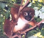 Red-bellied Lemur.jpg