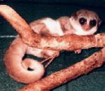 Fat-tailed Dwarf Lemur.jpg