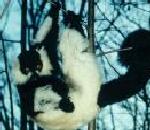 Ruffed Lemur.jpg
