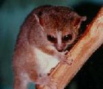 Lesser Mouse Lemur.jpg