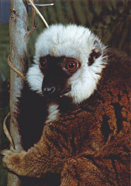 white-fronted lemur-closeup.jpg
