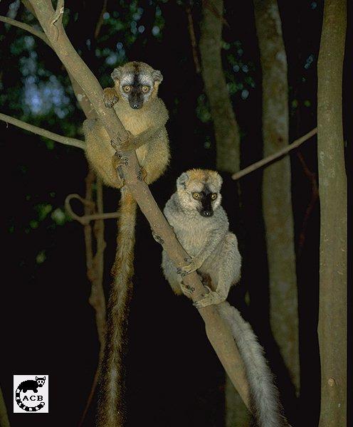 Red-fronted Brown Lemurs-03.jpg