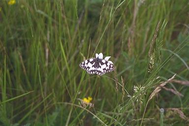 Marbled White Butterfly.jpg