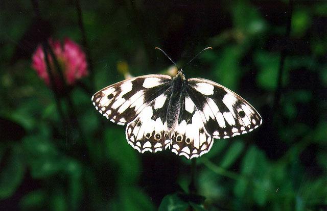 TinyBeasty-M. galathea-Marbled White Butterfly.jpg