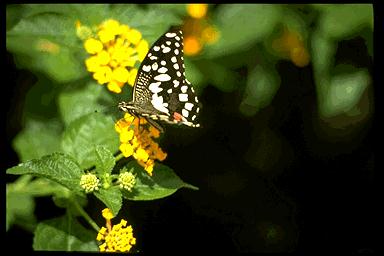 P051 094-White Butterfly.jpg