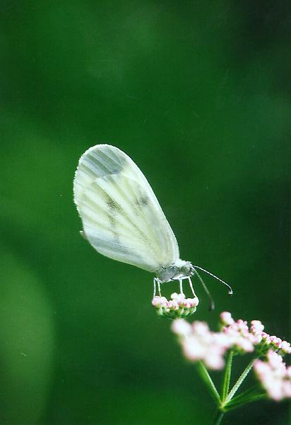 TinyBeasty-L. sinapis-Wood White Butterfly.jpg