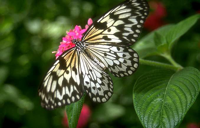 Butterfly-22 105.jpg