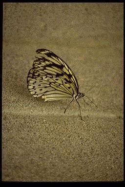 P058 094-Butterfly-sitting on sand ground.jpg
