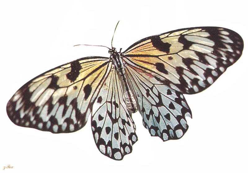 zfox butterfly misc 08.jpg