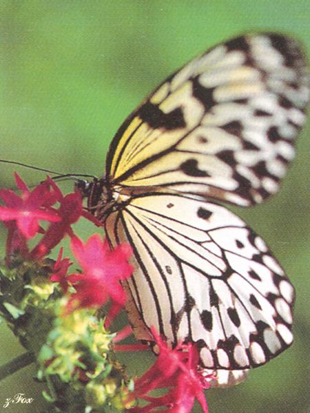 zfox butterfly misc 09.jpg