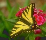 Swallowtail Butterfly.jpg