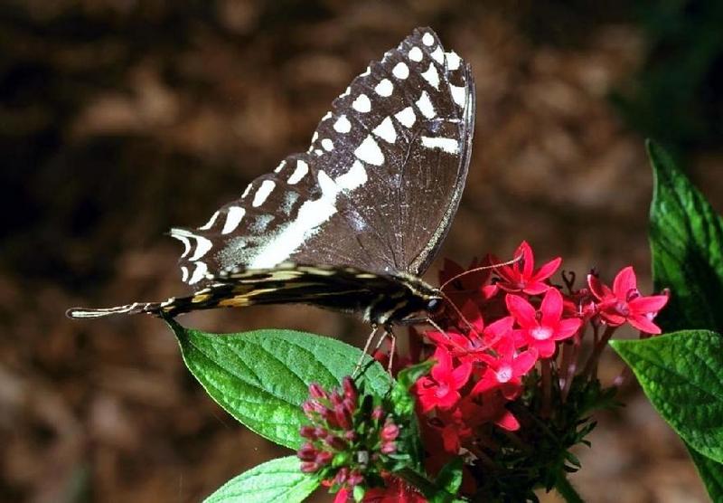 Swallowtail Butterfly 82.jpg