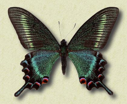 00002-Unidentified Swallowtail Butterfly.jpg